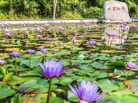 水宫仙子莲花池